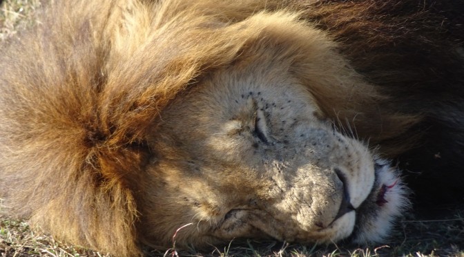 ライオンさんと寝顔比べ ～ Sleeping Faces