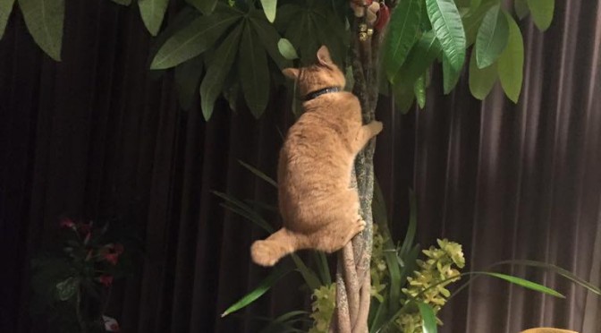 決定的瞬間！木登りコアラ猫 ～ Climbing “Koala Cat”