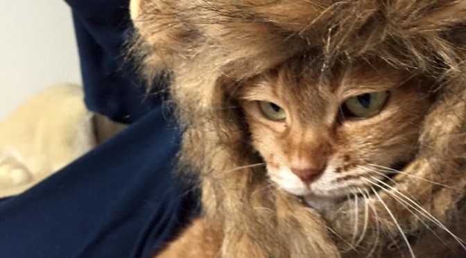 ねこらいおん ～ Lion Cat